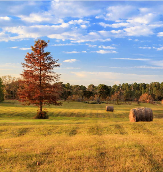 Mesquite, TX landscape